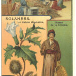 Image of Liebig Trade Card:  Datura - 1 of 1