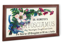 Niemeyer’s Hyosciamus