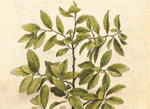 Mariani Coca Plant