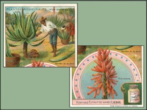 Taking Pains with Aloe for More than 35 Centuries: From Tightening Skin to Loosening Bowels